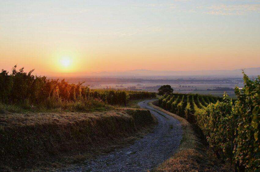 Виноградники-Эльзас-Франция